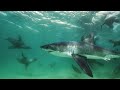 Great White Shark Mobbed by Gang Of Seals | Planet Earth III