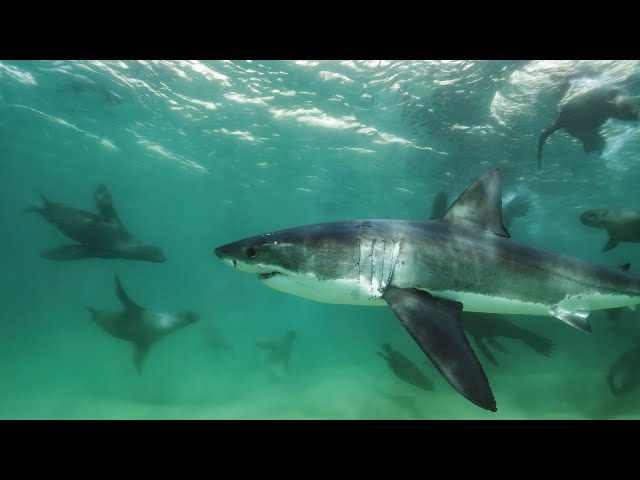 Great White Shark Mobbed by Gang Of Seals | Planet Earth III