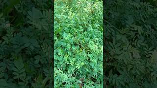 Download lagu Tanaman Putri malu cowoknya mp3 Download lagu Tanaman Putri malu cowoknya mp3