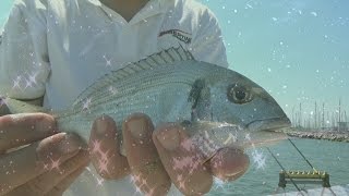 VIDEO TUTORIAL FEEDER FISHING AL PORTO DI RAVENNA CON ORATE E CEFALI