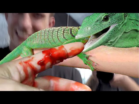 WORST TREE MONITOR LIZARD BITE EVER!! OUCH!! | BRIAN BARCZYK