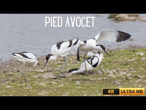 Avoceta bocianovitá (Recurvirostra avosetta) — Pied Avocet vo WWT Slimbridge