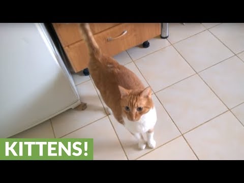 What it means if you cat's tail shakes like this