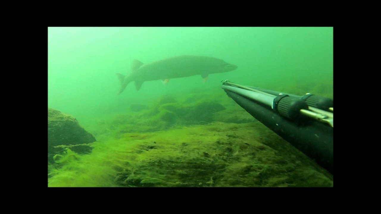 Chasse sous marine en apnée a Montréal canada 2015