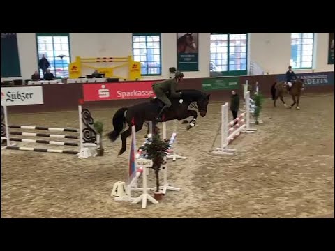 Akando v. Askari - Askanier, DSP, Hengst * 2019