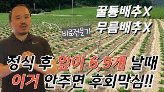 김장배추, 월동배추 엽면시비 이거 꼭 하세요! 무조건 옆집에서 물어봅니다 | 엽채류에 꼭 사용해야하는 엽면시…