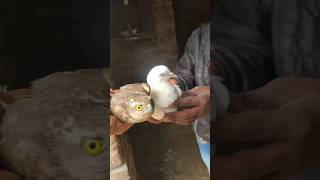 Download lagu KABUTAR PE HUA BAAZ KA ATTACK 🕊️🫣🦅 mp3 Download lagu KABUTAR PE HUA BAAZ KA ATTACK 🕊️🫣🦅 mp3