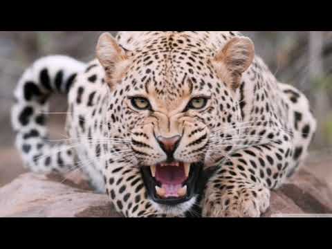 Hesam Steps 100 Afarin