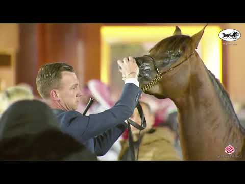 N 180 D SHAJEI   PSAIAHF 2023   Colts 3 Years Old Class 9