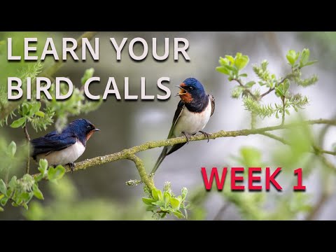 Learning Bird Calls: Week 1 – Start With the Birds You Probably Already Know