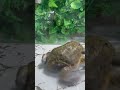 Hungry Pixie Frog