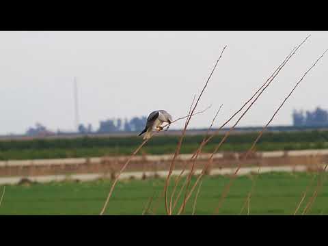 Ak çaylak, Black-winged Kite,  Elanus caeruleus
