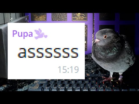 The Pigeons on Keyboards who Message each other