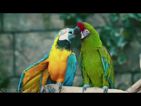 Tropical Birds with Names and Sounds in 4K - Scenic Relaxation Film