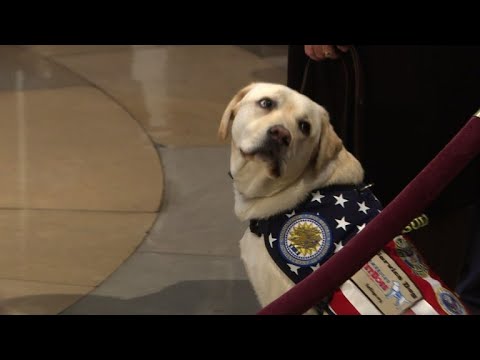 Sully the service dog still at G.H.W. Bush's side
