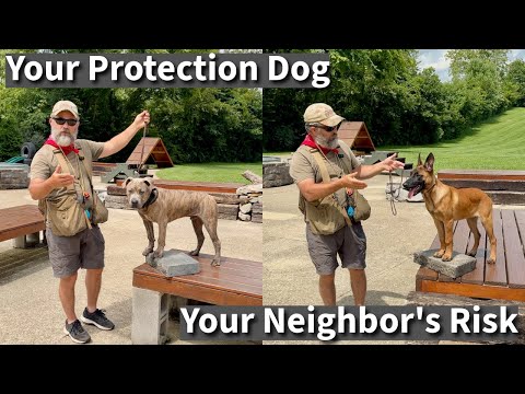 A Trainer's Warning: The Reality of Owning a Malinois, Pit Bull, Or Other "Protection" Breed