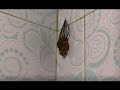Huntsman Spider Molting