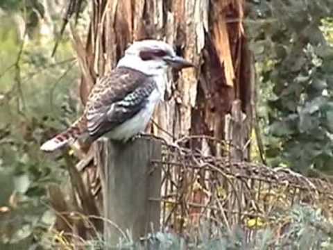 オーストラリア、ジーロング近郊の裏庭で笑うクオカブラ (Kookaburra laughing in my backyard, near Geelong, Australia)