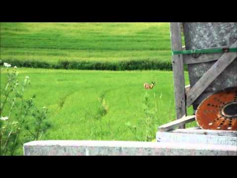 Rådyrlokk med Buttolo.wmv