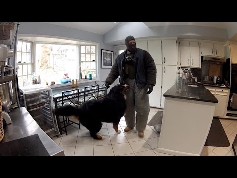 Watch This Fake Burglar Break Into Home To See How Dogs Will React