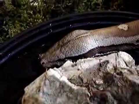 YouTube Video ovIyC8agcR8