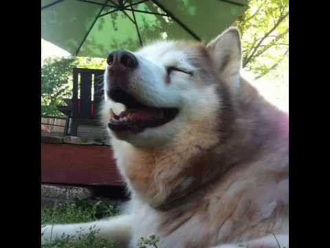 A tribute to my husky Kona, may she rest in peace