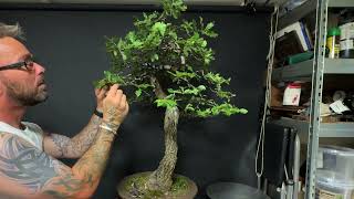 Pruning And Restyling My California scrub oak Bonsai