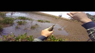 Muito Peixe Pra Pouca gua