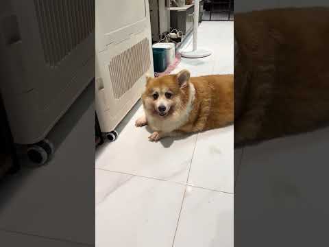 Eovi mê trai #pets #corgi #eovivlog #cute