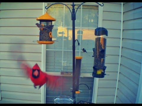 Birds Feeding | Warm Winter's Day