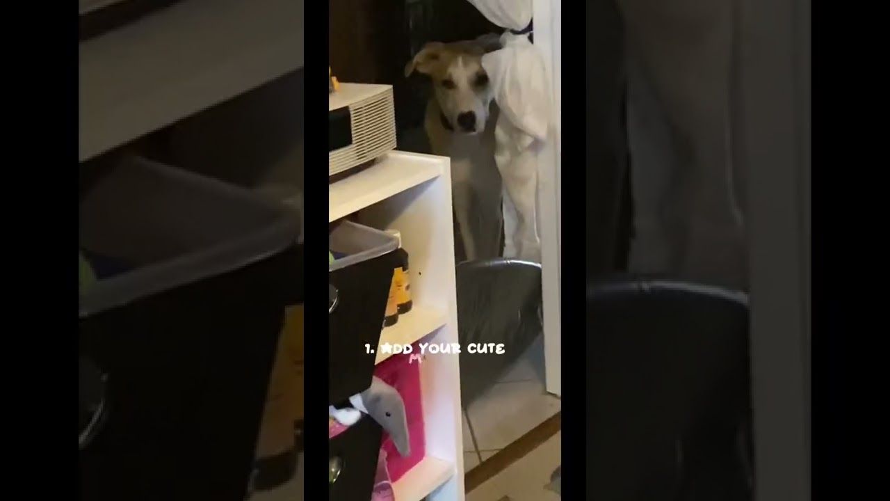 editing my dog!#short