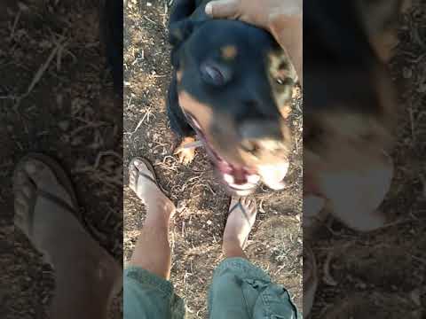 لحضو لعجب ولد كلاار كبر أو بغا إكوبلي معاه🐕🐕WD