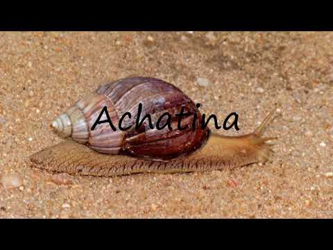 How to Pronounce Achatina?