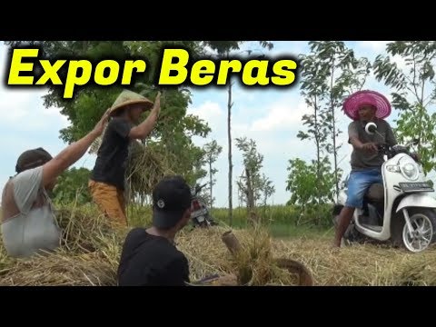 expor-beras