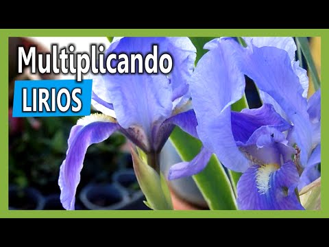 , title : 'Cómo multiplicar plantas de Lirio en nuestro Jardín Casero'