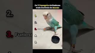 Top 5 Papagaios mais Incríveis do Mundo 🦜❤️