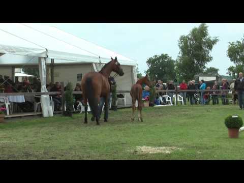 Sudweyher Fohlenschau 2013 - Kat.-Nr. 50