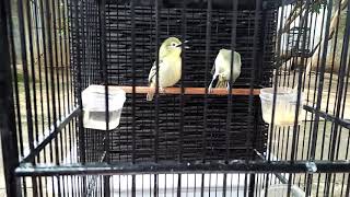 Download lagu Burung Sirtu Kawin mp3 Download lagu Burung Sirtu Kawin mp3