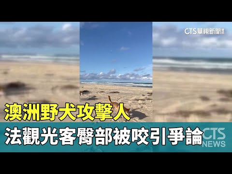 澳洲野犬攻擊人　法觀光客臀部被咬引爭論