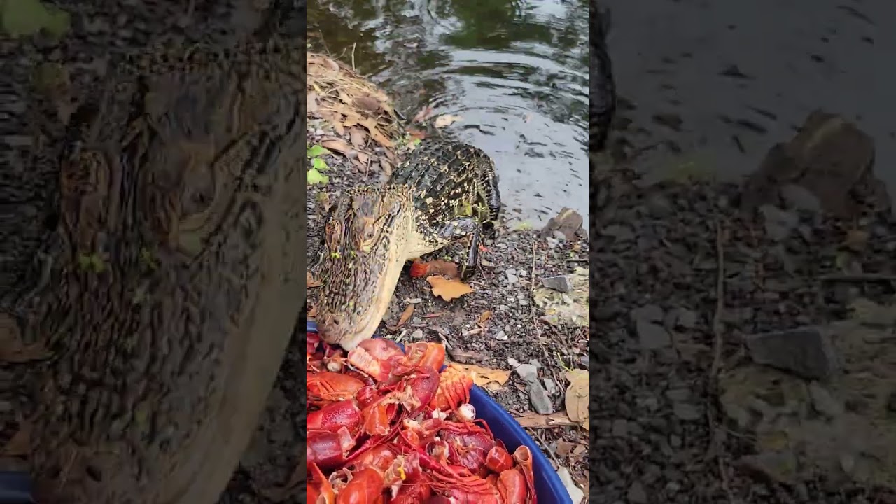 Even Alligators Like Boiled Crawfish || ViralHog