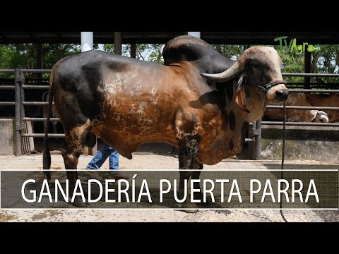 Ganaderia Puerta Parra - TvAgro por Juan Gonzalo Angel Restrepo