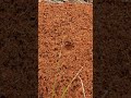 WHAT HAPPENS WHEN YOU TOUCH A FIRE ANT MOUND!🔥🐜