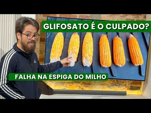 O GLIFOSATO É O CULPADO? Falha na espiga do milho