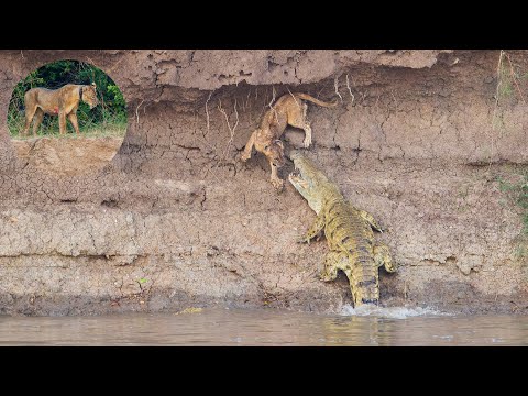 Lion cub gets taken by a large Crocodile on the Luangwa riverbank!  (Confronting scenes)