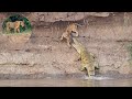 Lion Cub Gets Taken By A Large Crocodile On The Luangwa Riverbank Confronting Scenes