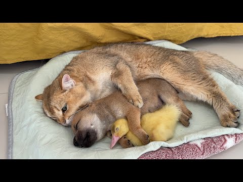 YouTube 썸네일