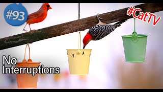 12 Hour Video for Cats 😻Uninterrupted Cat TV 🐦 Fluttering Birds