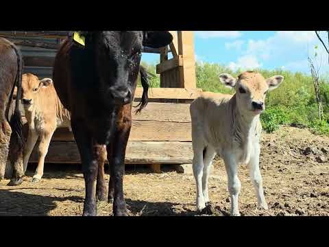 Organski, slobodan uzgoj goveda u sistemu krava tele, balkansko kratkorogo govece busa, buša, busha.