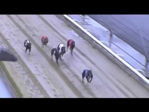 2019 GEORGE ING ST LEGER - HEAT 1 - T2 ROXHOLME BUTT