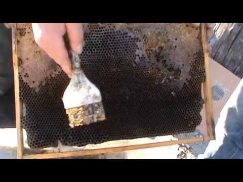 5. Lucrari la stupina si discutie cu Alex din Bucuresti, intalnit la salonul Expo Inventika 2011 5/5